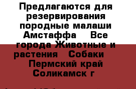 Предлагаются для резервирования породные малаши Амстаффа  - Все города Животные и растения » Собаки   . Пермский край,Соликамск г.